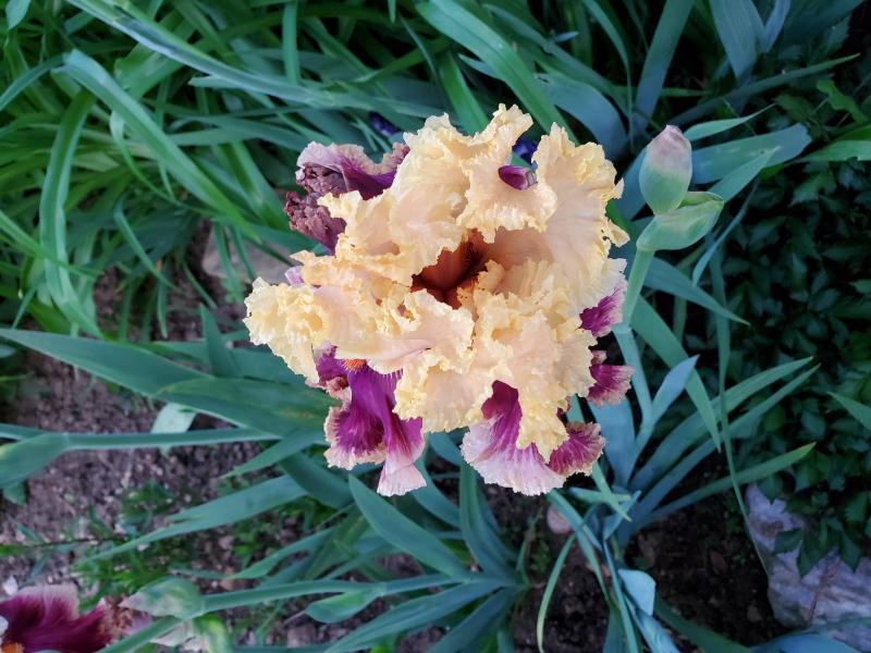 Flowerbeds and Planting